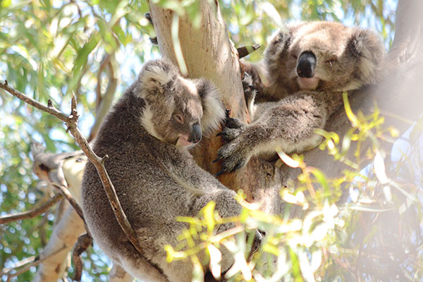 Koalas are cute, but they don't belong here