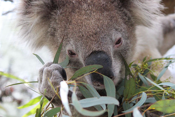 Koalas are cute, but they don't belong here