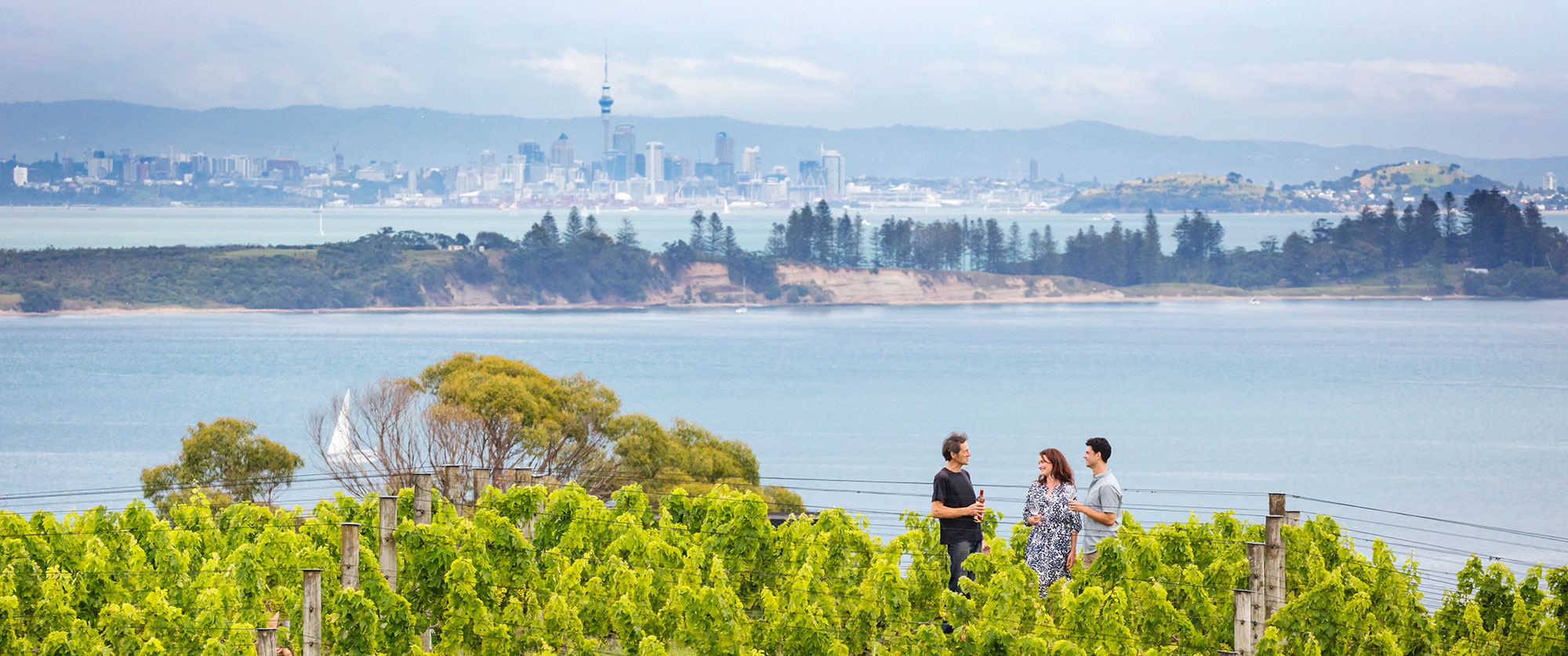 Waiheke Island vineyard near Auckland in New Zealand