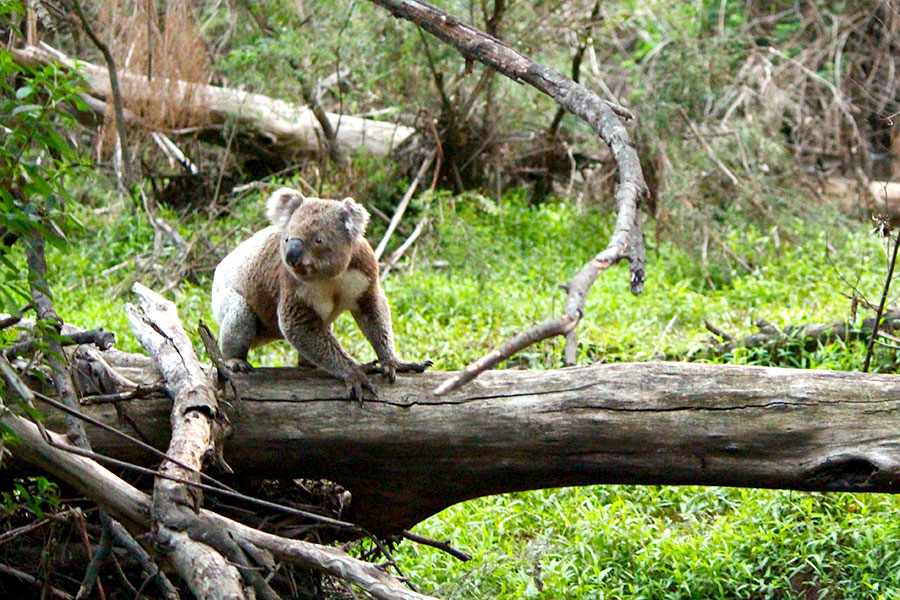 Australia Wildlife Tours - Boutique - Down Under Endeavours