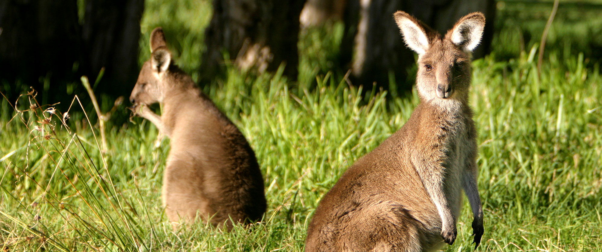 Australia Wildlife Tours - Boutique Tours