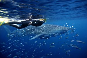 Australia Vacation Packages - Luxury Australia Trips - Sal Salis Ningaloo Reef