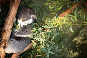 Australia Wildlife Vacations - Bonorong Wildlife Sanctuary Tasmania