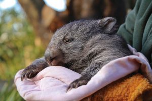 Australia Wildlife Vacations - Bonorong Wildlife Sanctuary Tasmania