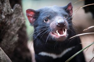 Australia Wildlife Vacations - Bonorong Wildlife Sanctuary Tasmania