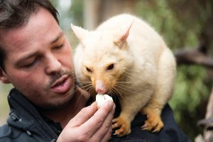 Australia Wildlife Vacations - Bonorong Wildlife Sanctuary Tasmania