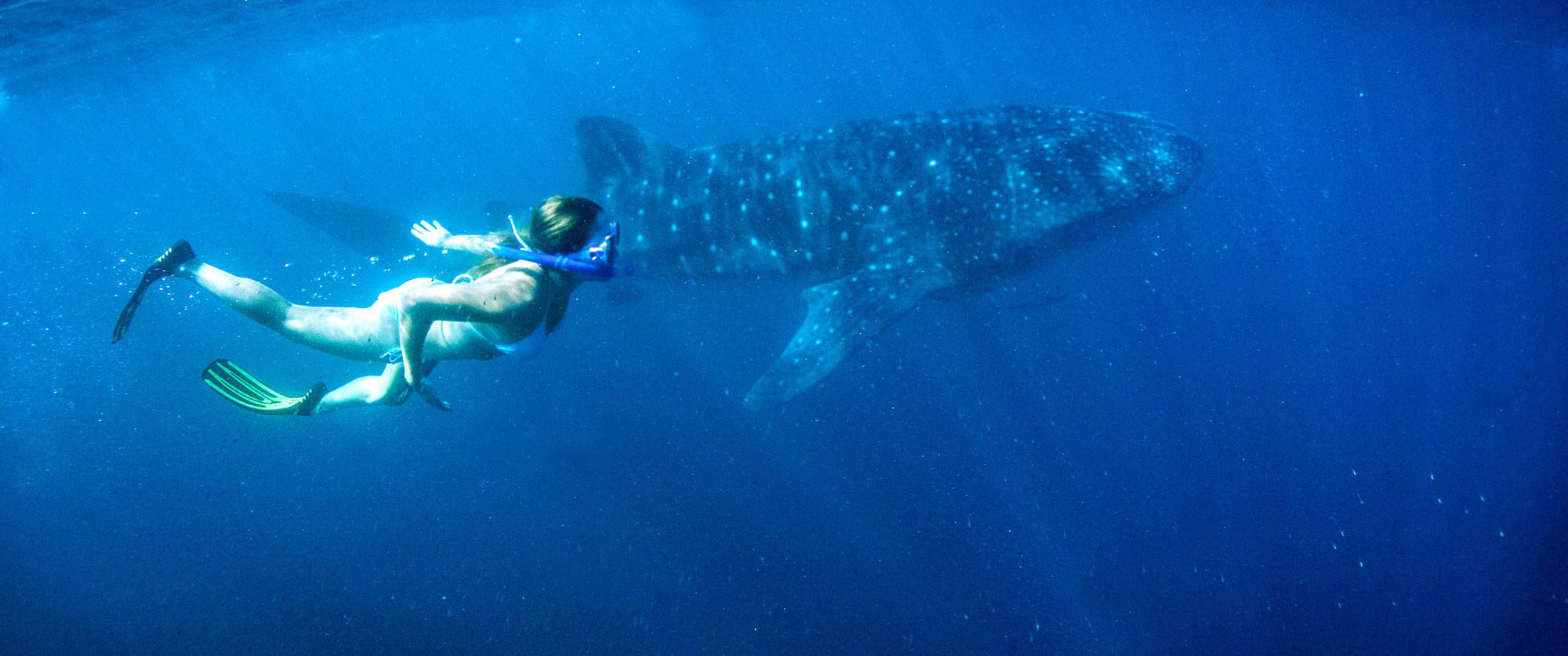 Australian Luxury Vacation: Reef to Reef Adventure - Swimming with Whale Sharks, Ningaloo Reef, Western Australia