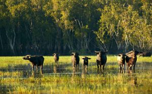 Australia Wildlife Vacations - Outback Adventure Vacations - Crocodile Dundee - Bamurru Plains Northern Territory
