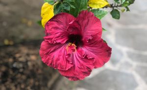 Cook Islands - Book Your Trip - Hibiscus Flowers on Rarotonga