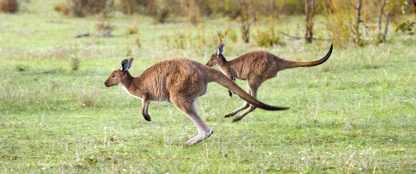 Kangaroos in Barossa Valley - Australian Wildlife, Wine, and Outback Adventure