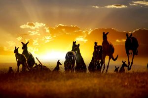 Down Under Endeavours - Luxury Travel Agency - Join Our Team