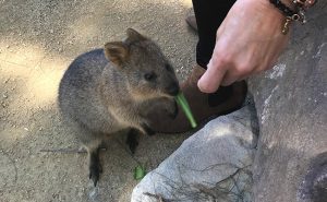 Sydney Travel Guide - Hotels, Tours, Dining - Plan Your Trip to Australia