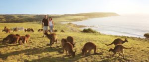 Petualangan Satwa Liar Australia - Liburan Pulau Kanguru
