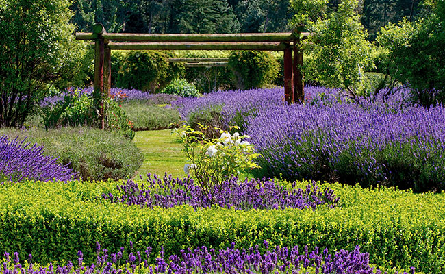 Things to Do in Kaikoura New Zealand - Lavendyl Lavender Farm