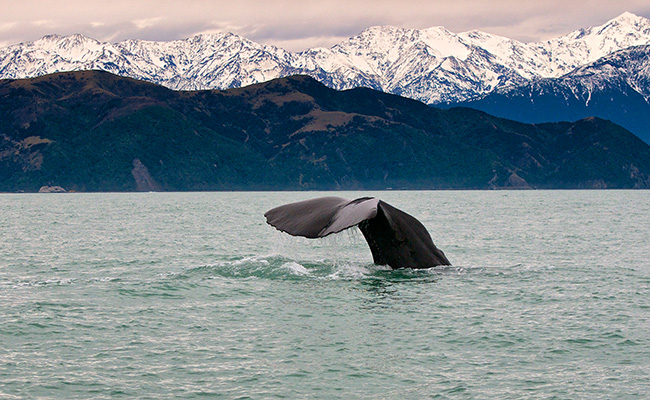 Things to Do in Kaikoura New Zealand - Whale Watching Tours