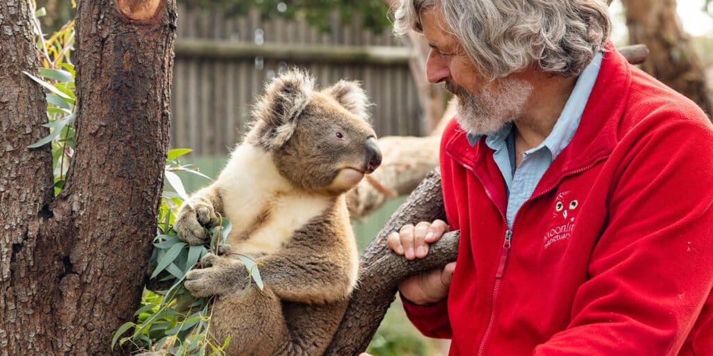 Man with gray hair and beard enjoying an up close koala encounter at Moonlit Sanctuary