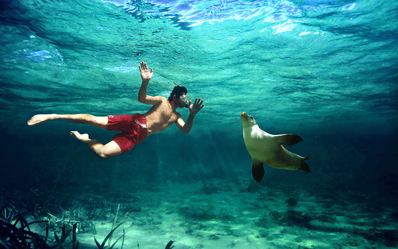 Swimming with Sea Lions in the Eyre Peninsula