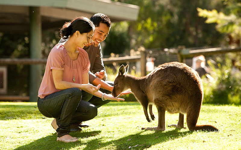 where to see kangaroos near melbourne