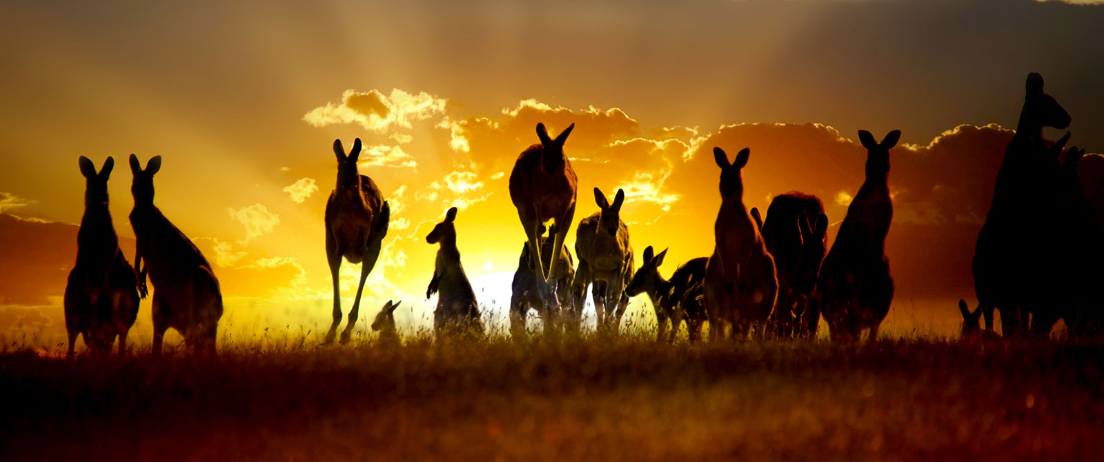 Kangaroos Hopping Through a Field at Sunset