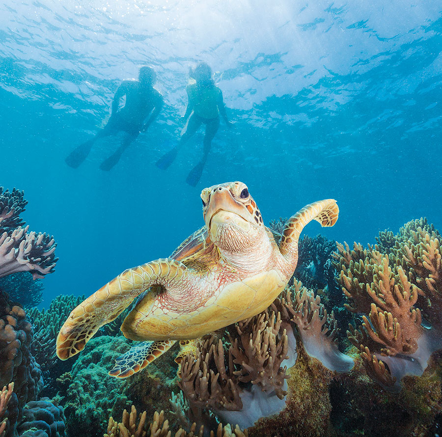 Sea Turtle in the Great Barrier Reef, Australia