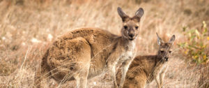 Luxury Australia Vacations, Travel Packages, and Honeymoons - Down Under Endeavours