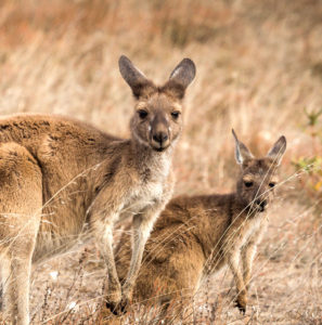 Luxury Australia Vacations, Travel Packages, and Honeymoons - Down Under Endeavours