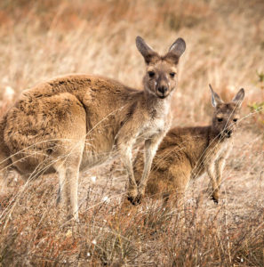 Luxury Australia Vacations, Travel Packages, and Honeymoons - Down Under Endeavours