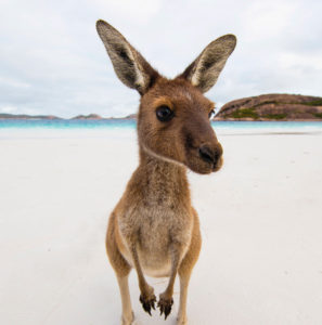Luxury Australia Vacations, Travel Packages, and Honeymoons - Down Under Endeavours