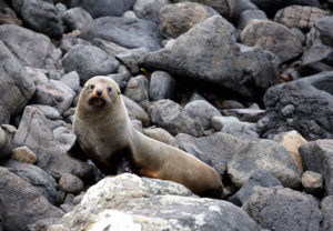 New Zealand Fur Seal