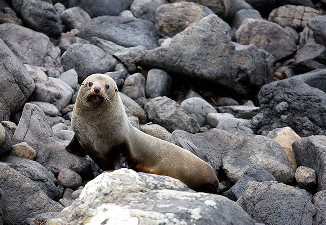 New Zealand Fur Seal