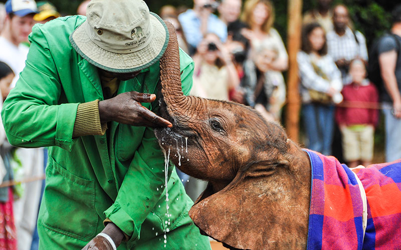 Baby Elephant Bottle Feeding at Sheldrick Wildlife Trust in Kenya