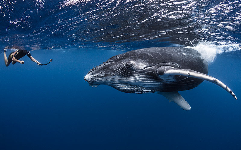 Swimming with Humpback Whales in Moorea