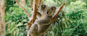 Australia Fires: 3 Ways You Can Help