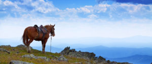 Down Under Endeavours - Luxury Travel Agency - Join Our Team