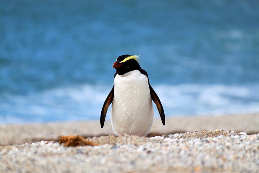 Rare Fiordland crested penguin in New Zealand - Guided walks from Lake Moeraki Wilderness Lodge