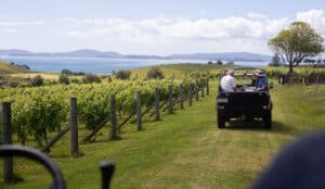 Exploring the vineyards at The Landing, Bay of Islands