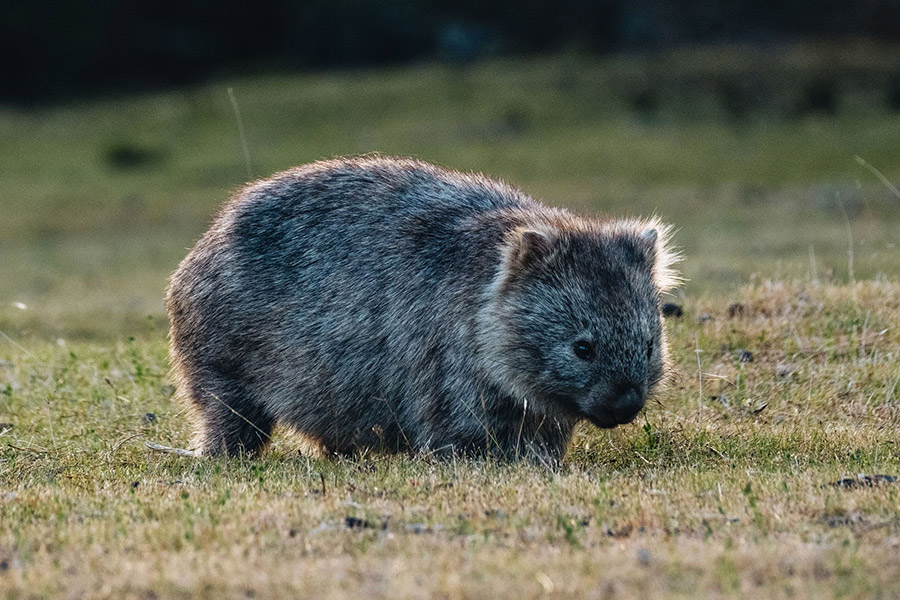 Wombat in the wild on Maria Island, East Coast Tasmania