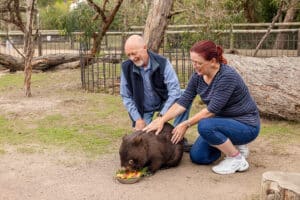 Retired couple petting a wombat while it eats at Moonlit Sanctuary