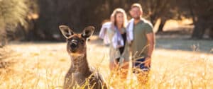 Couple observing a kangaroo in the wild - Sea Dragon Lodge
