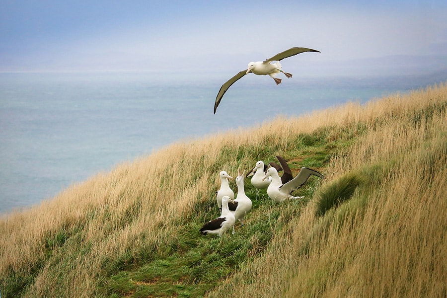 monarch-wildlife-cruises-dunedin-900×600-Albatross-Colony