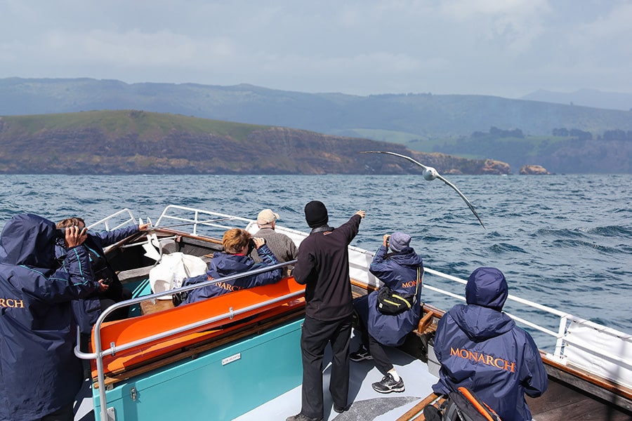 monarch-wildlife-cruises-dunedin-900×600-Albatross-flying-off-bow