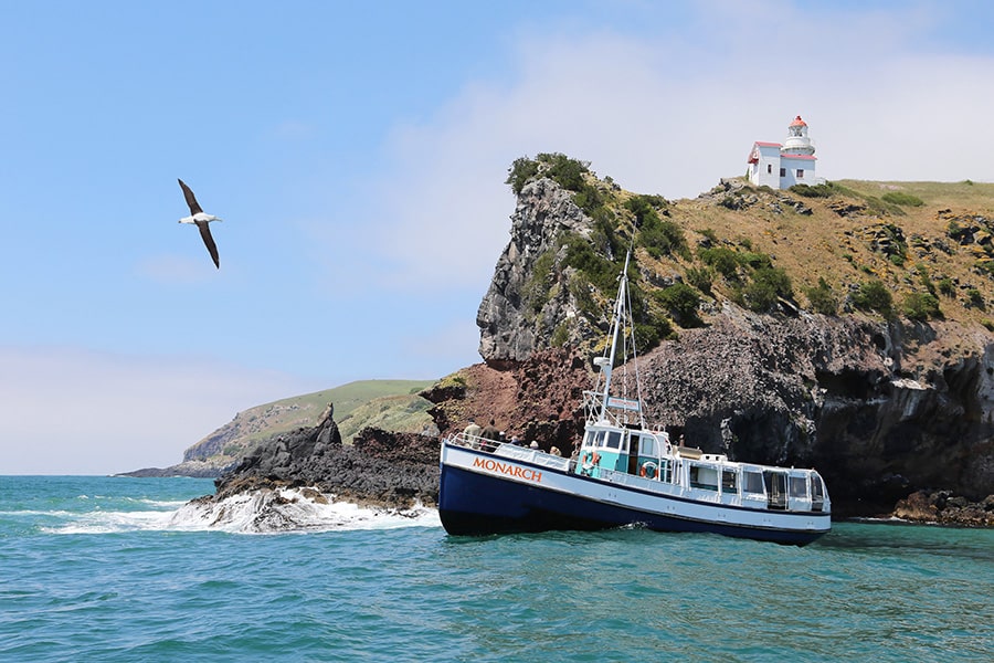 monarch-wildlife-cruises-dunedin-900×600-Monarch-Taiaroa-Head