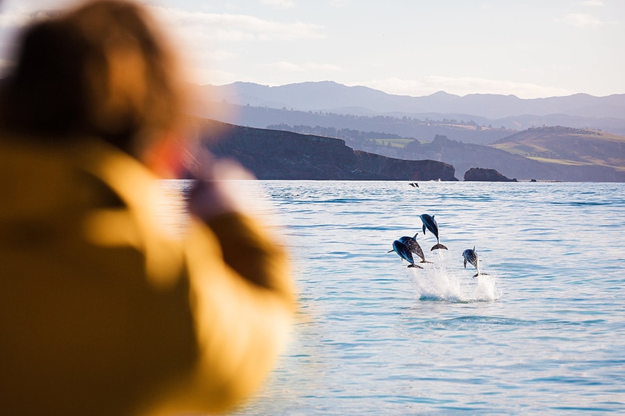 monarch-wildlife-cruises-dunedin-900×600-Watching-Dusky-Dolphins-jump