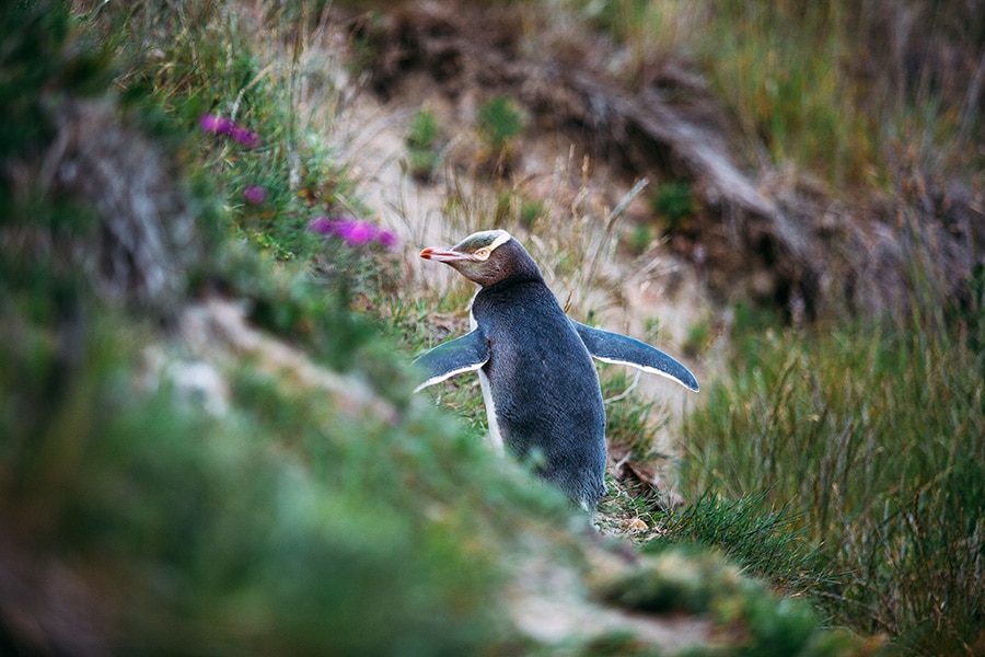 monarch-wildlife-cruises-dunedin-900×600-Yellow-eyed-Penguin