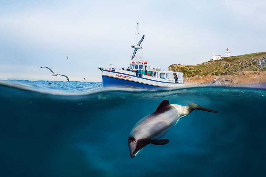 monarch-wildlife-cruises-dunedin-900×600-half-underwater-boat-dolphin-albatross