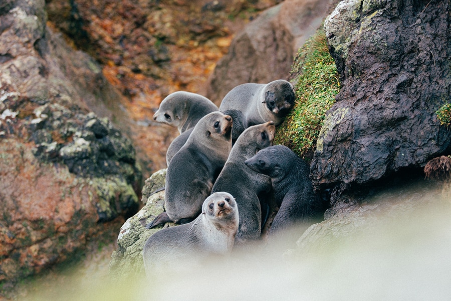 monarch-wildlife-cruises-dunedin-900×600-nz-fur-seal-pups
